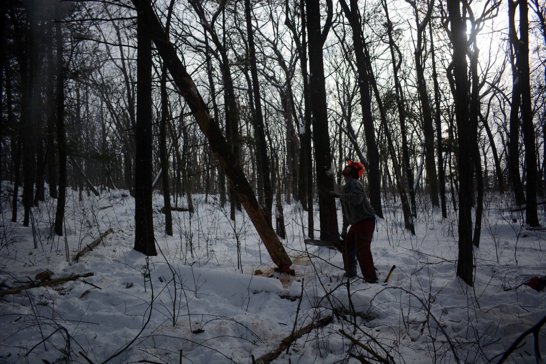 Devil's Lake east bluff stewardship work